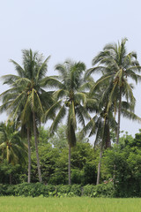 Coconut palms on the rice fields.