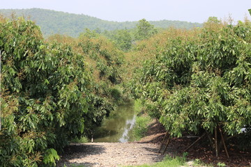 Garden of longan