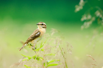 Small bird sit on tree and looking away