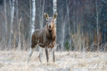 Portrait of elk