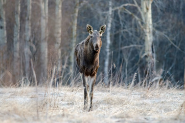 Obraz premium Elk stay and watching. Front Side