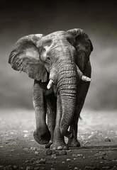 Fond de hotte en verre imprimé Éléphant Approche de l& 39 éléphant de face