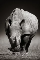 Papier Peint photo Lavable Rhinocéros Rhinocéros blanc en ton juste