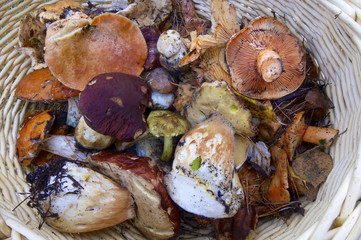 mushroom basket