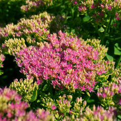 Obraz premium Sedum spectabile Brilliant