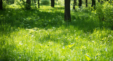 spring glade © rufar