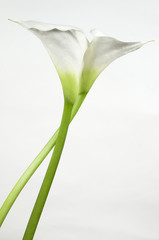 Calla lily flowers