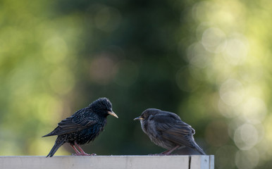 birds in the garden feeding