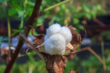 Close up Cotton Plant