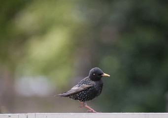 garden birds in springtime