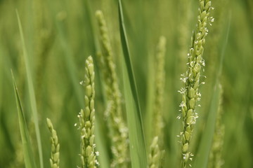 Fototapeta na wymiar flower of rice
