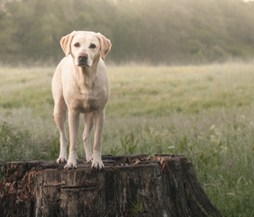 Labrador in the springtime park
