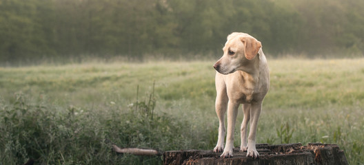 Labrador in the springtime park