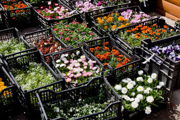 Colourful flower plants in the boxes.