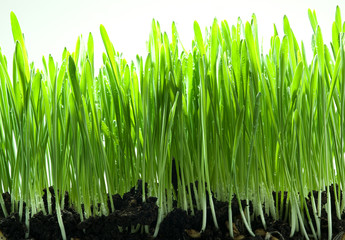 Green grass isolated on a white backgroud.