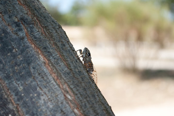 Singzikade von der linken Seite - Cicada from left side