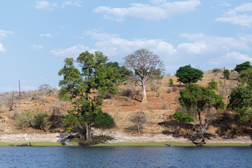 Chobe river Botswana
