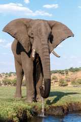 African Elephant in Chobe National Park