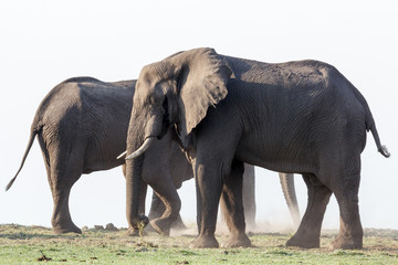 Obraz premium African Elephant in Chobe National Park