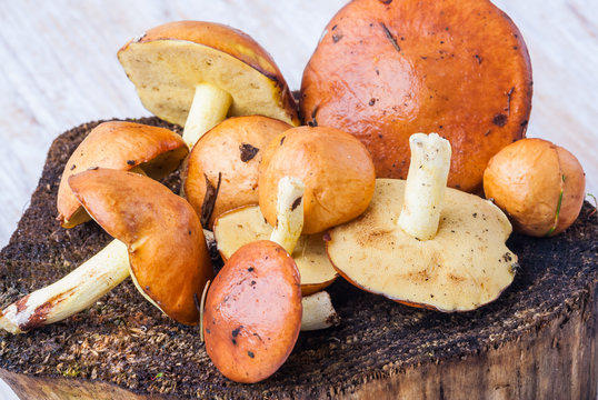 Suillus Luteus, Mushrooms