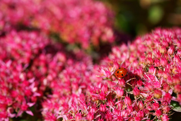 Fototapeta premium Ladybug on a Sedum telephium Munstead Dark Red