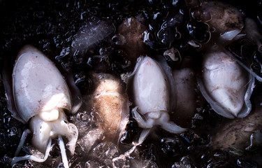 Fresh squid just catch by fisherman