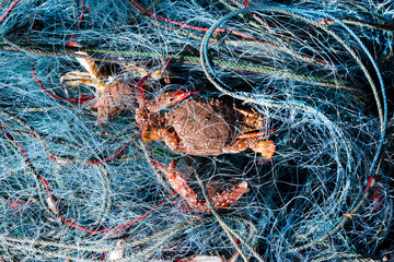 Blue crab in fishnet