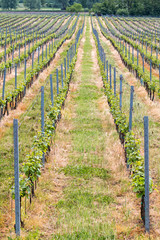 Fototapeta na wymiar Beautiful rows of grapes