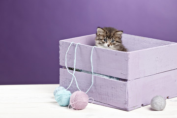  little kitten sitting in purple box with yarn ball on purple ba