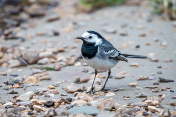 White wagtail (Motacilla alba)