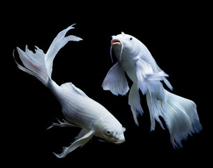 White Long Tail Carp Fish