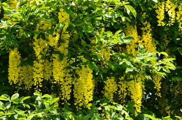 Goldregen - Laburnum 