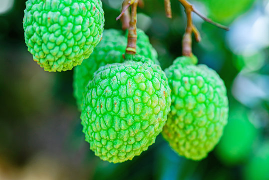 Young Lychee Fruit on the tree, Asia Fruit.
