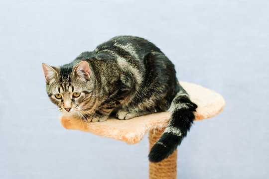 Tabby cat sits on a cat tower