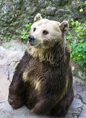 Fototapeta premium Brown Bear in the zoo.