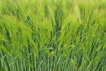 escourgeon murissement