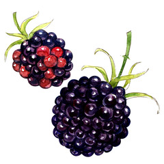 Blackberry isolated on white