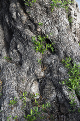 olive tree trunk