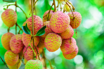 Lychee fruit (asia fruit) on the tree,Chiang Mai, Thailand.