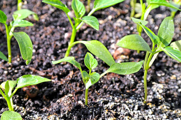 Seedlings of sweet pepper