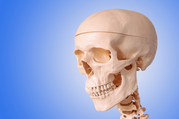 Medical human skull model, used for teaching anatomical science.