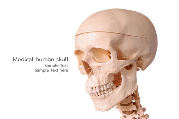 Medical human skull model, used for teaching anatomical science.