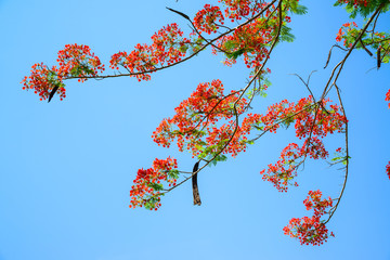 Peacock flower, Caesalpinia pulcherrima flowering in summer.