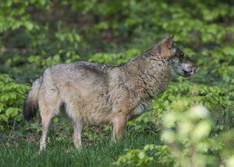 wolf in a forest