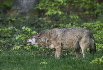wolf in a forest