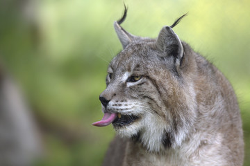 Portrait of male Eurasian lynx 