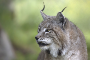 Portrait of male Eurasian lynx 