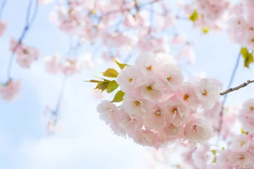 Cercles muraux Fleur de cerisier 一葉 （イチヨウサクラ）