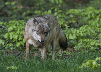 Fototapeta premium wolf in a forest