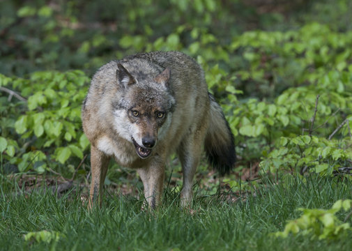 wolf in a forest